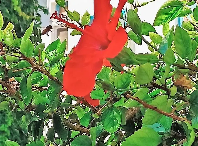 Πανσιόν Marisa 4*