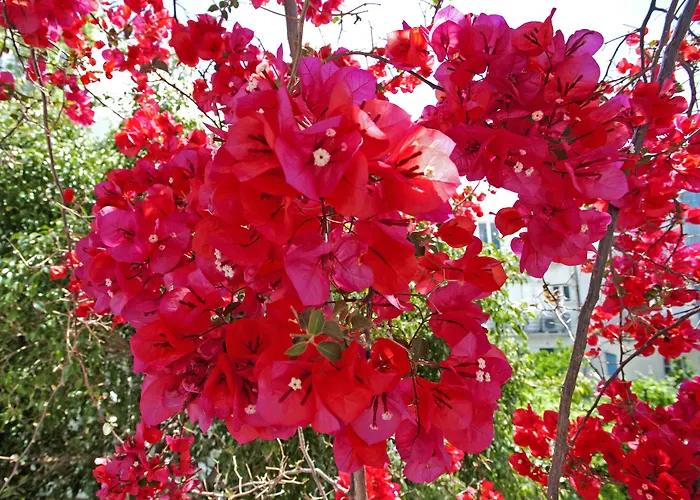 Πανσιόν Marisa 4*